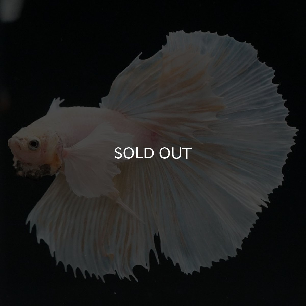 画像6: HM　イエローダンボ (6)