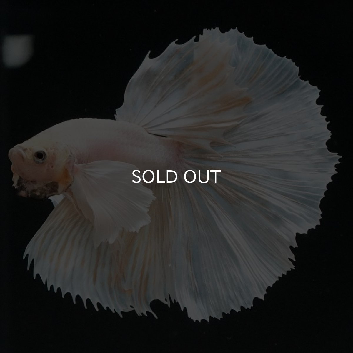 画像8: HM　イエローダンボ (8)