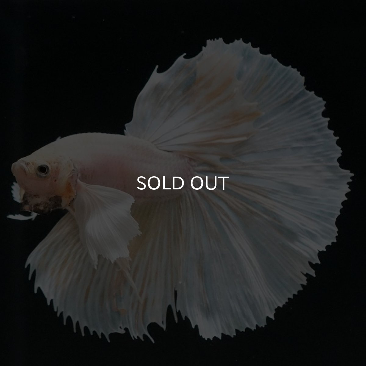 画像3: HM　イエローダンボ (3)