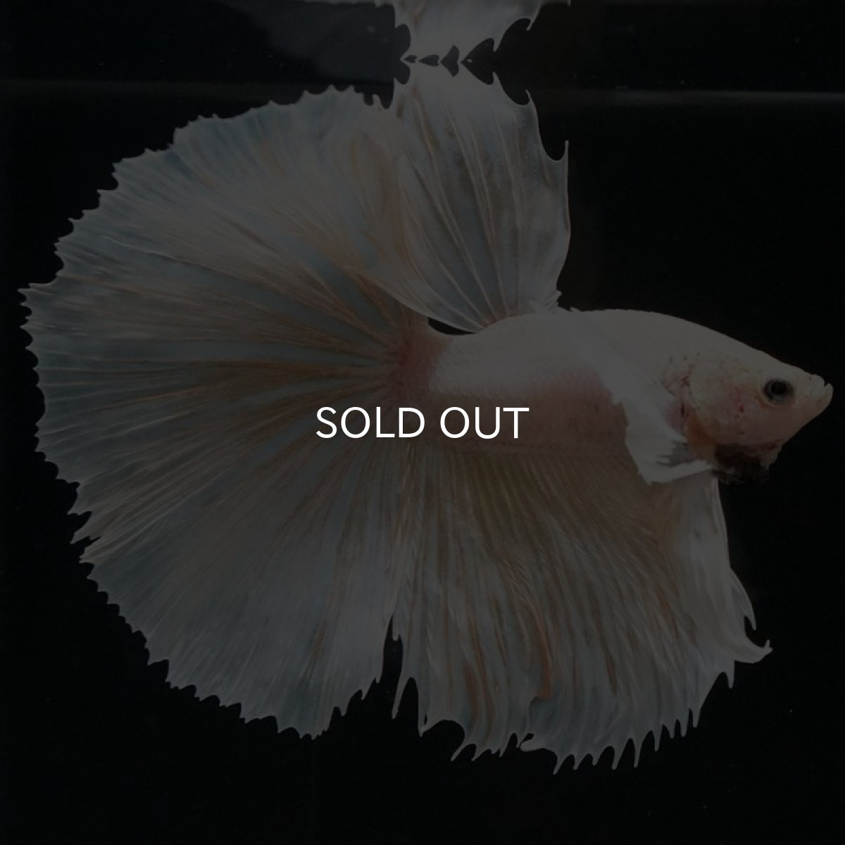 画像2: HM　イエローダンボ (2)