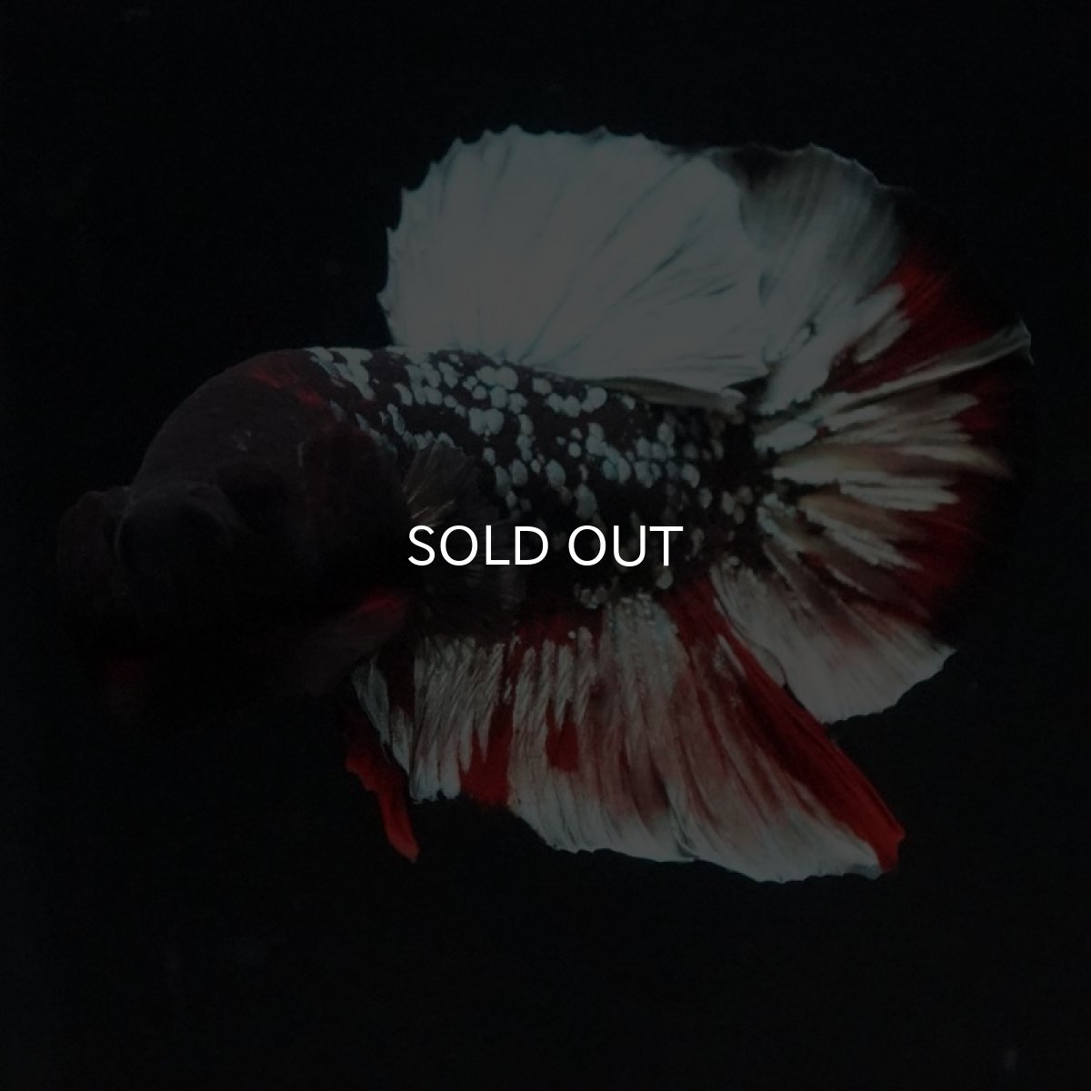 画像3: HMPK　ブラックカッパーギャラクシー (3)