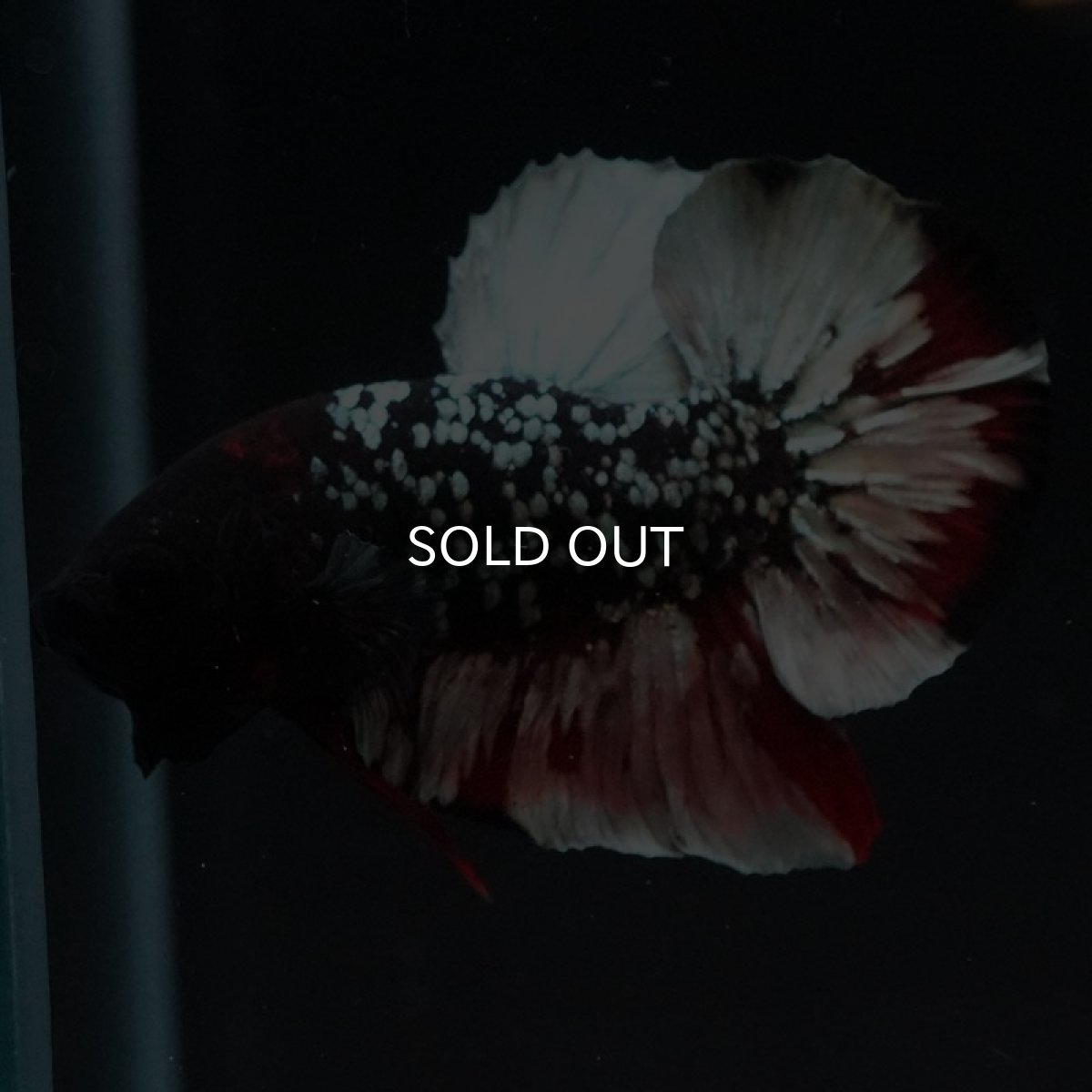 画像5: HMPK　ブラックカッパーギャラクシー (5)