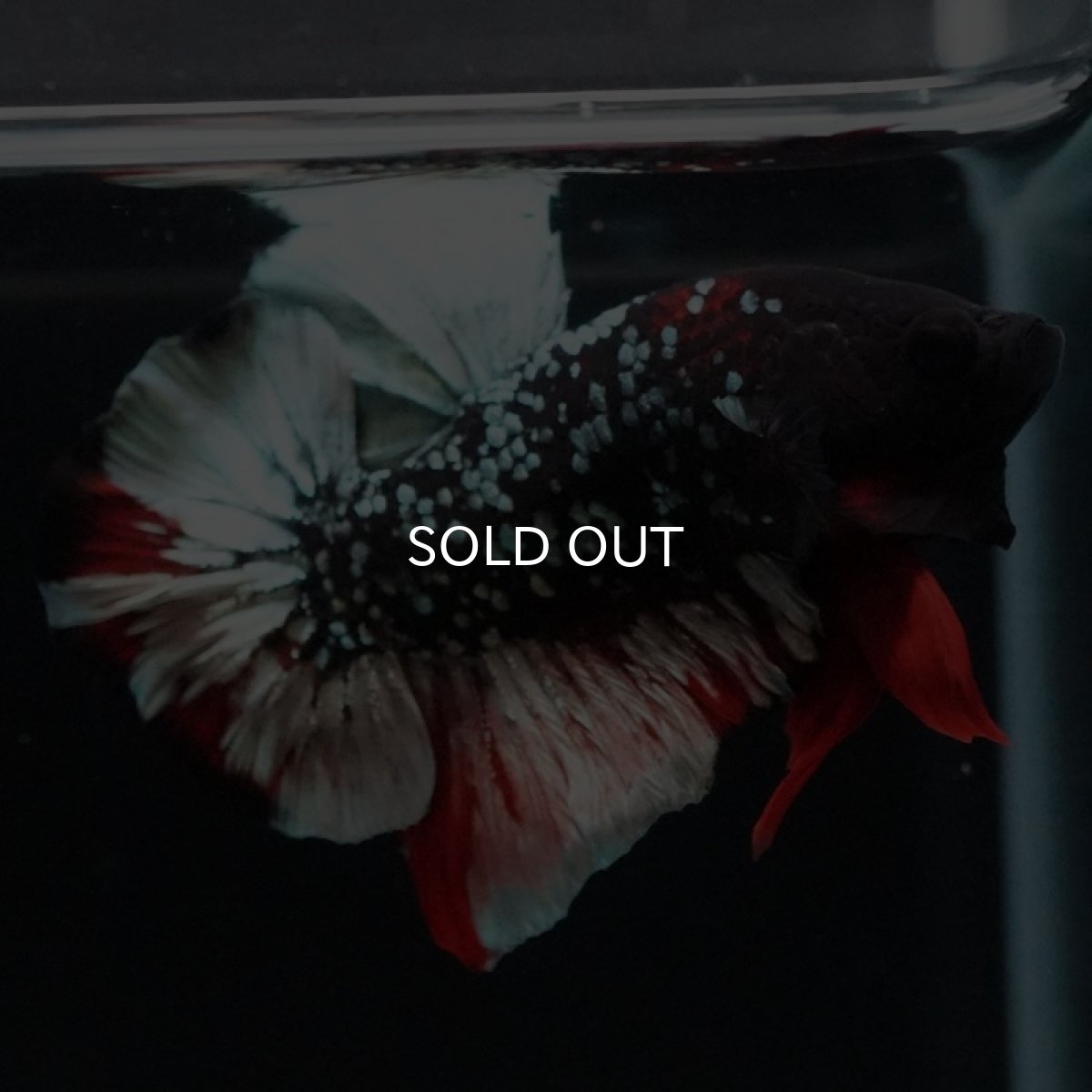 画像6: HMPK　ブラックカッパーギャラクシー (6)