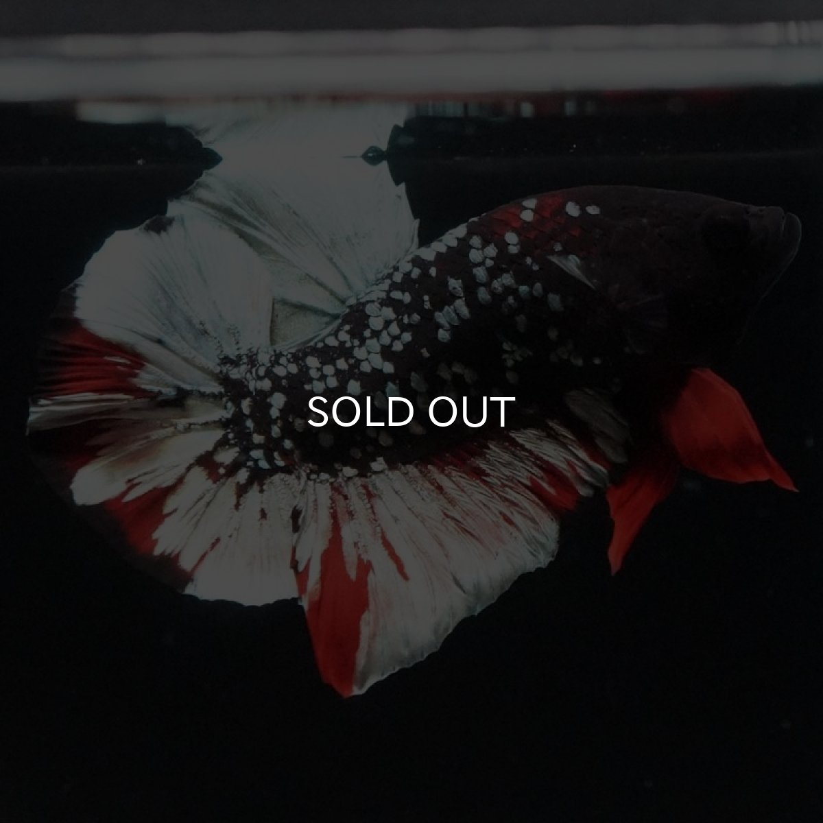 画像4: HMPK　ブラックカッパーギャラクシー (4)