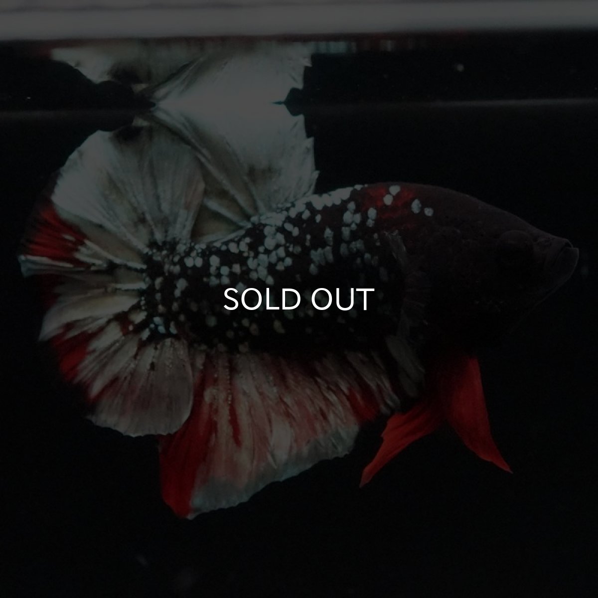 画像2: HMPK　ブラックカッパーギャラクシー (2)