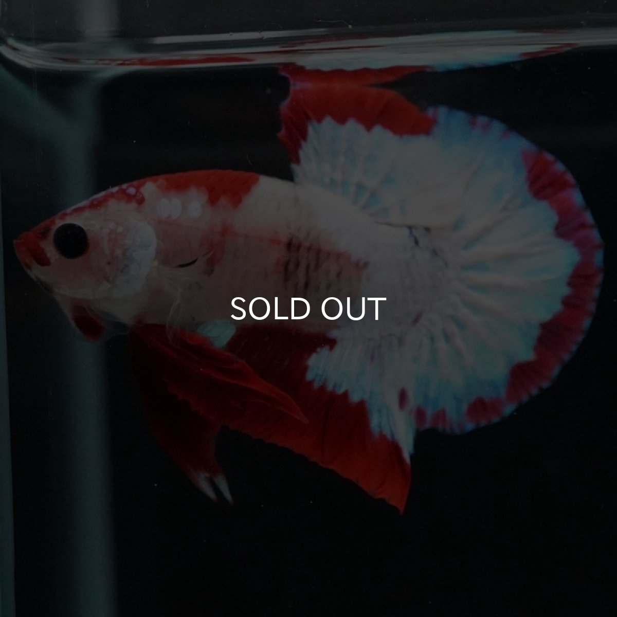 画像7: HMPK　ファンシーレッド (7)