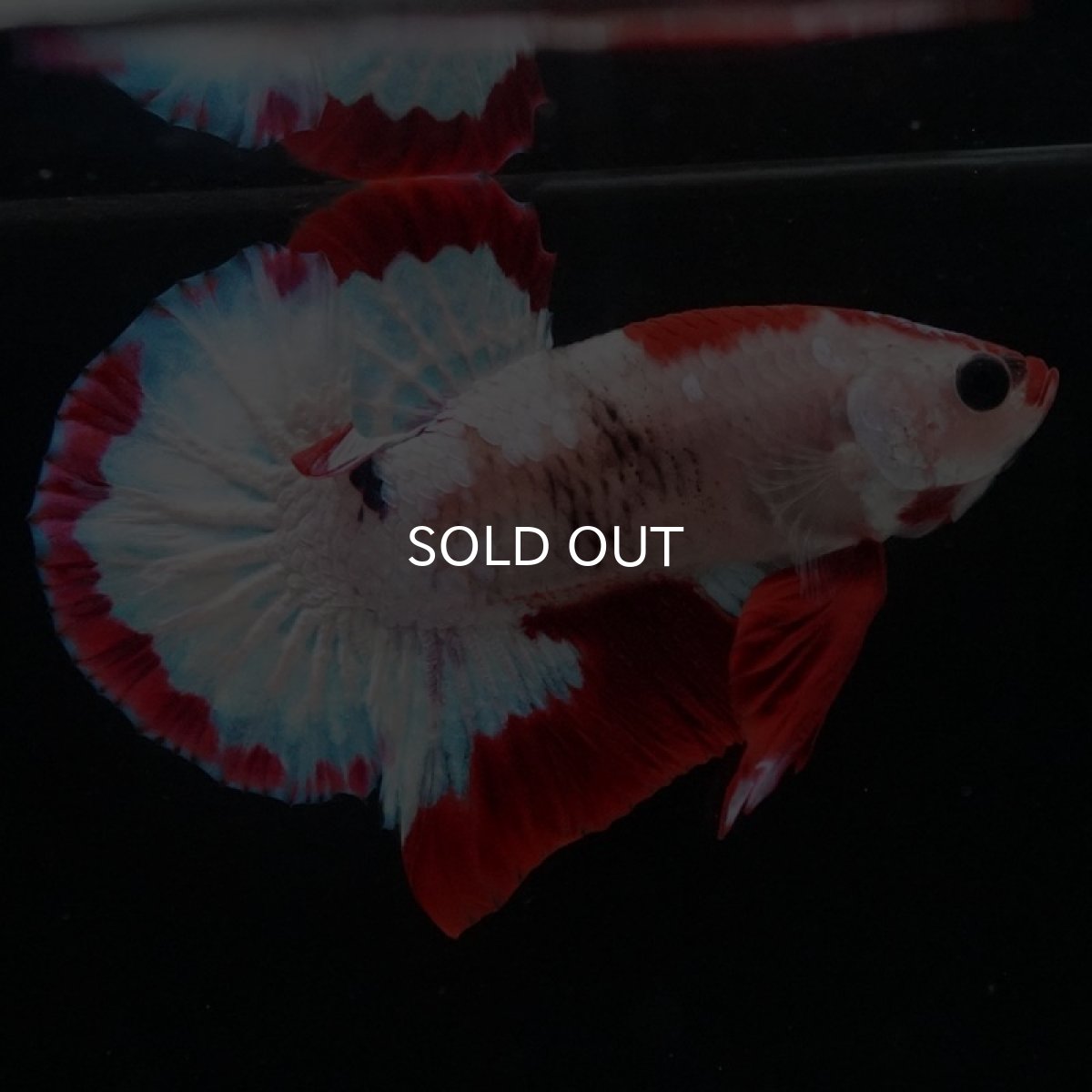 画像6: HMPK　ファンシーレッド (6)