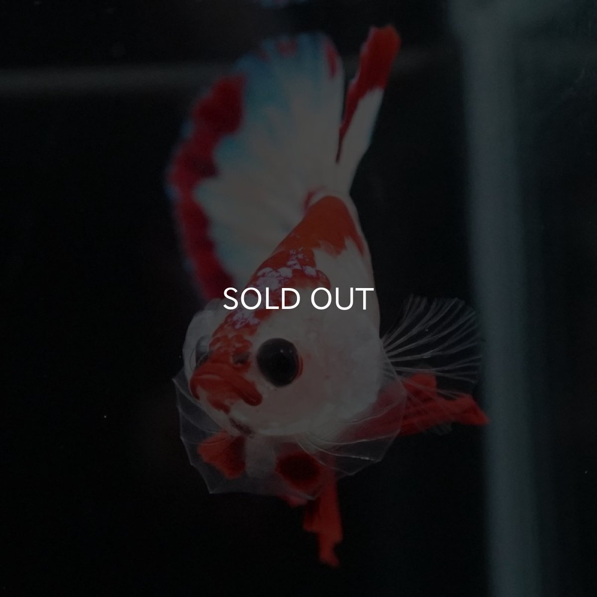 画像4: HMPK　ファンシーレッド (4)