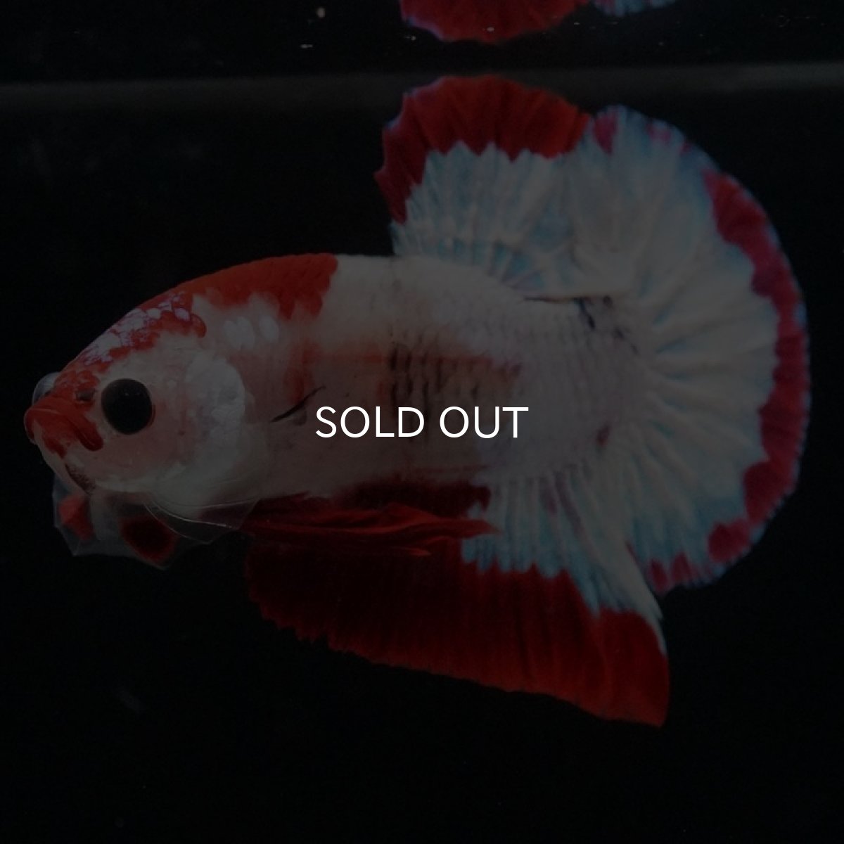 画像3: HMPK　ファンシーレッド (3)