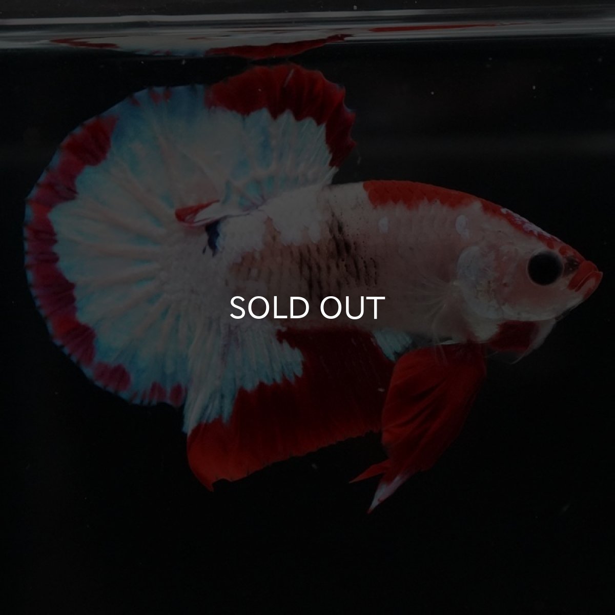 画像2: HMPK　ファンシーレッド (2)