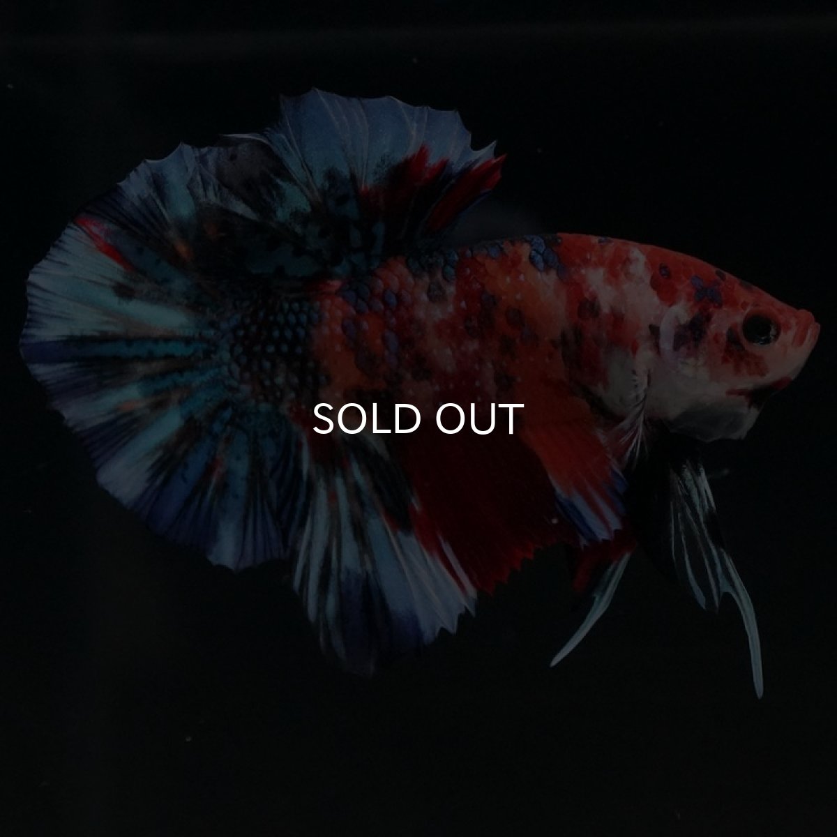 画像5: HMPK　キャンディギャラクシー (5)