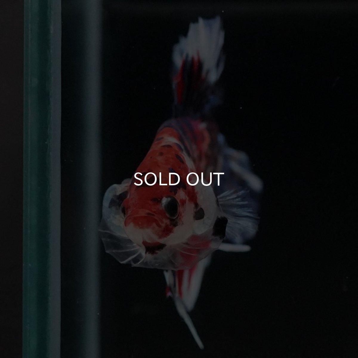 画像7: HMPK　キャンディギャラクシー (7)