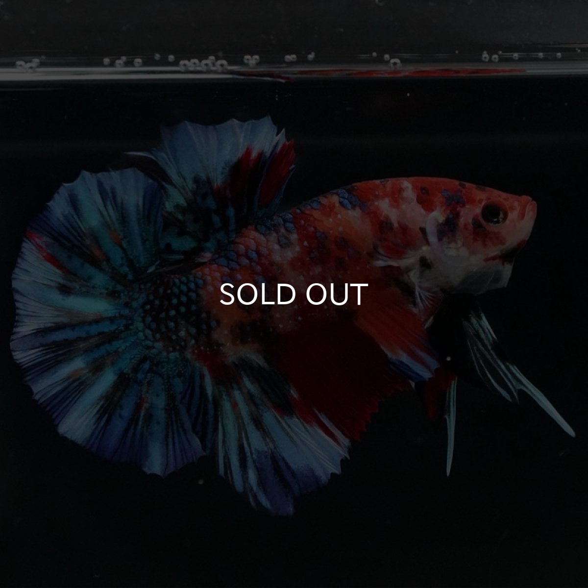 画像9: HMPK　キャンディギャラクシー (9)