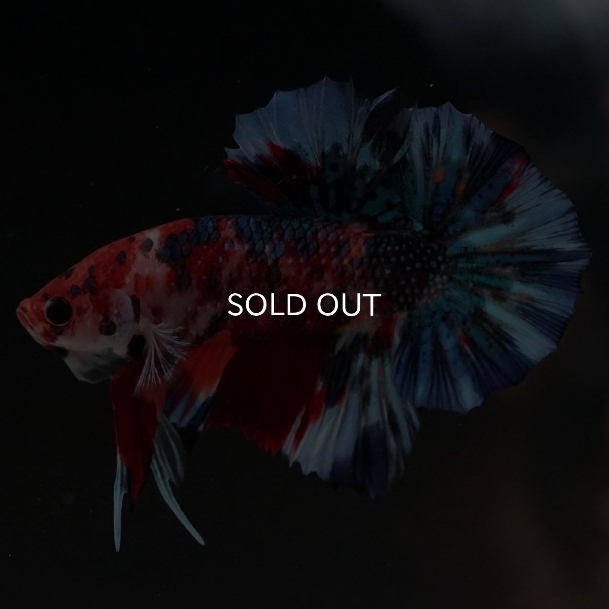 画像2: HMPK　キャンディギャラクシー (2)