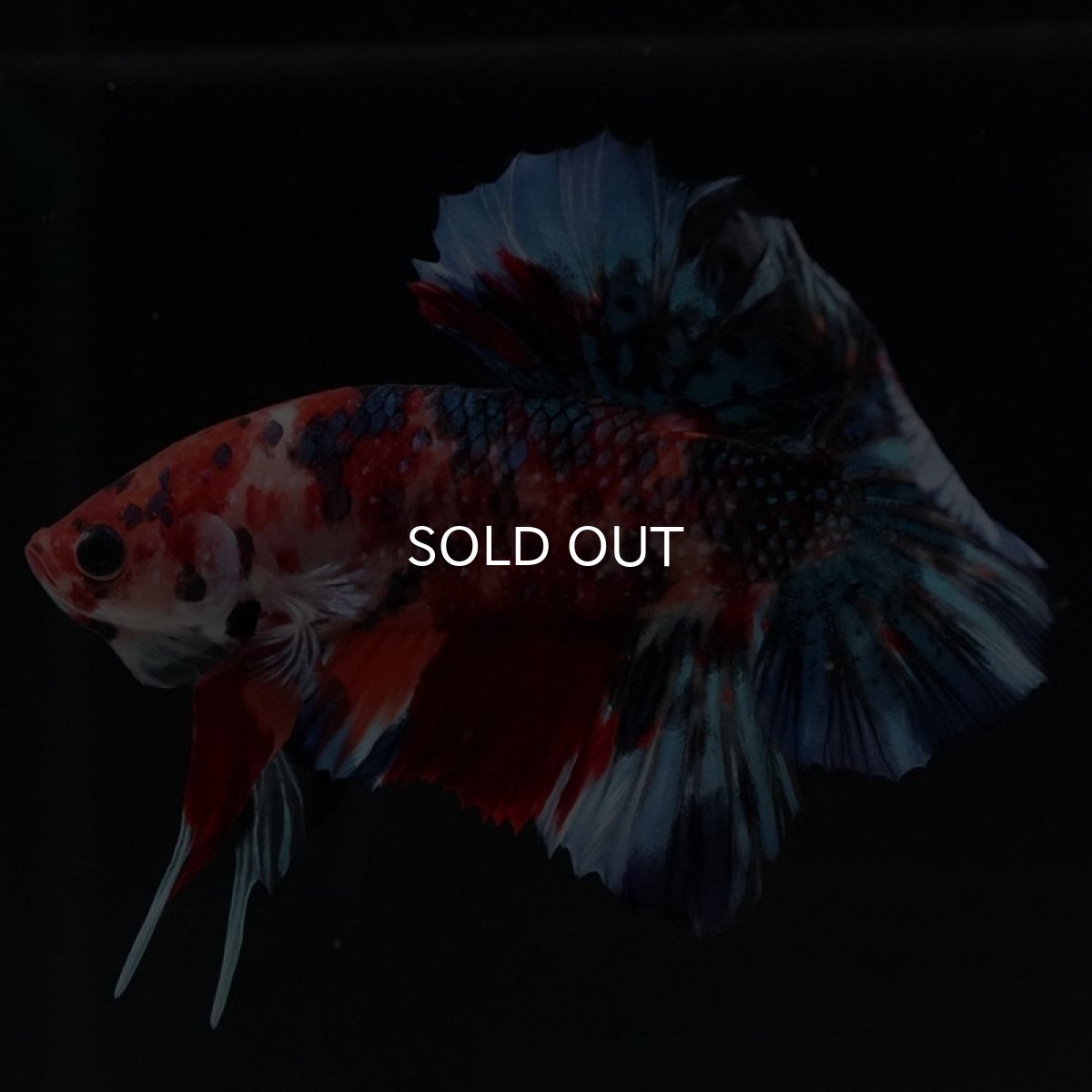 画像8: HMPK　キャンディギャラクシー (8)