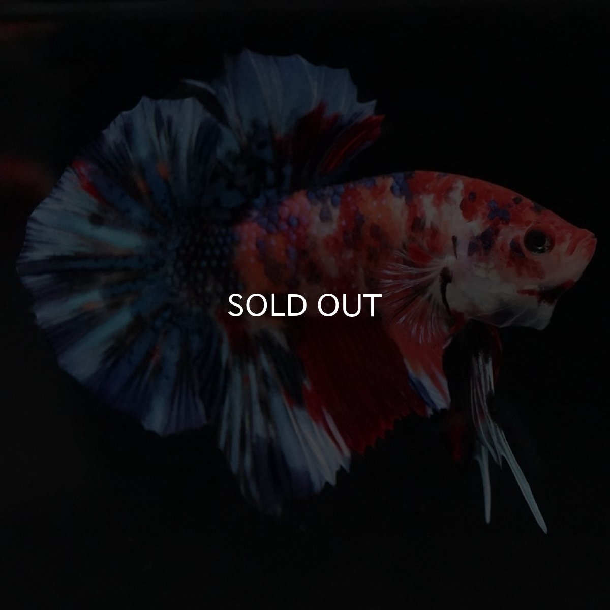 画像3: HMPK　キャンディギャラクシー (3)