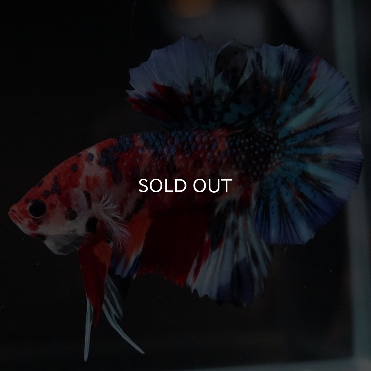 画像6: HMPK　キャンディギャラクシー (6)