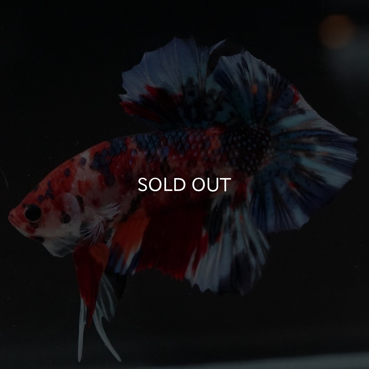 画像4: HMPK　キャンディギャラクシー (4)