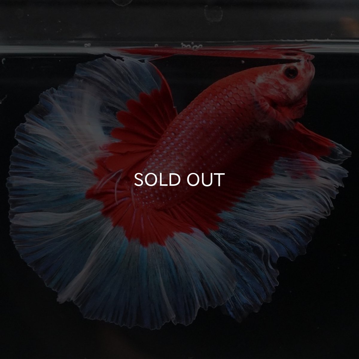 画像4: HM レッドバタフライ (4)