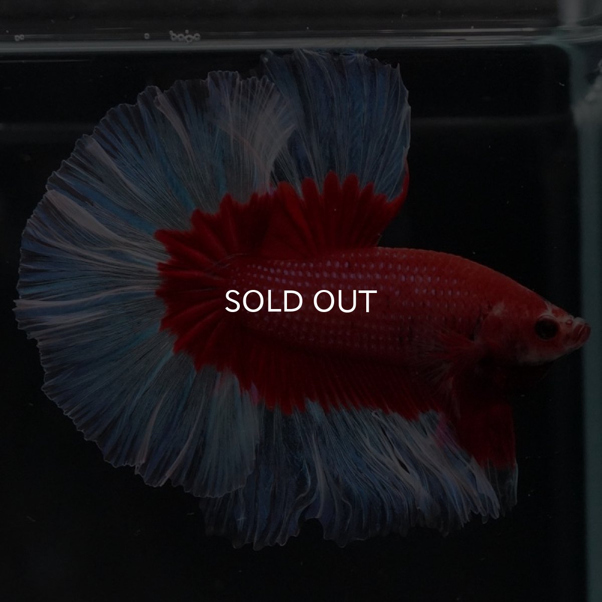 画像6: HM レッドバタフライ (6)