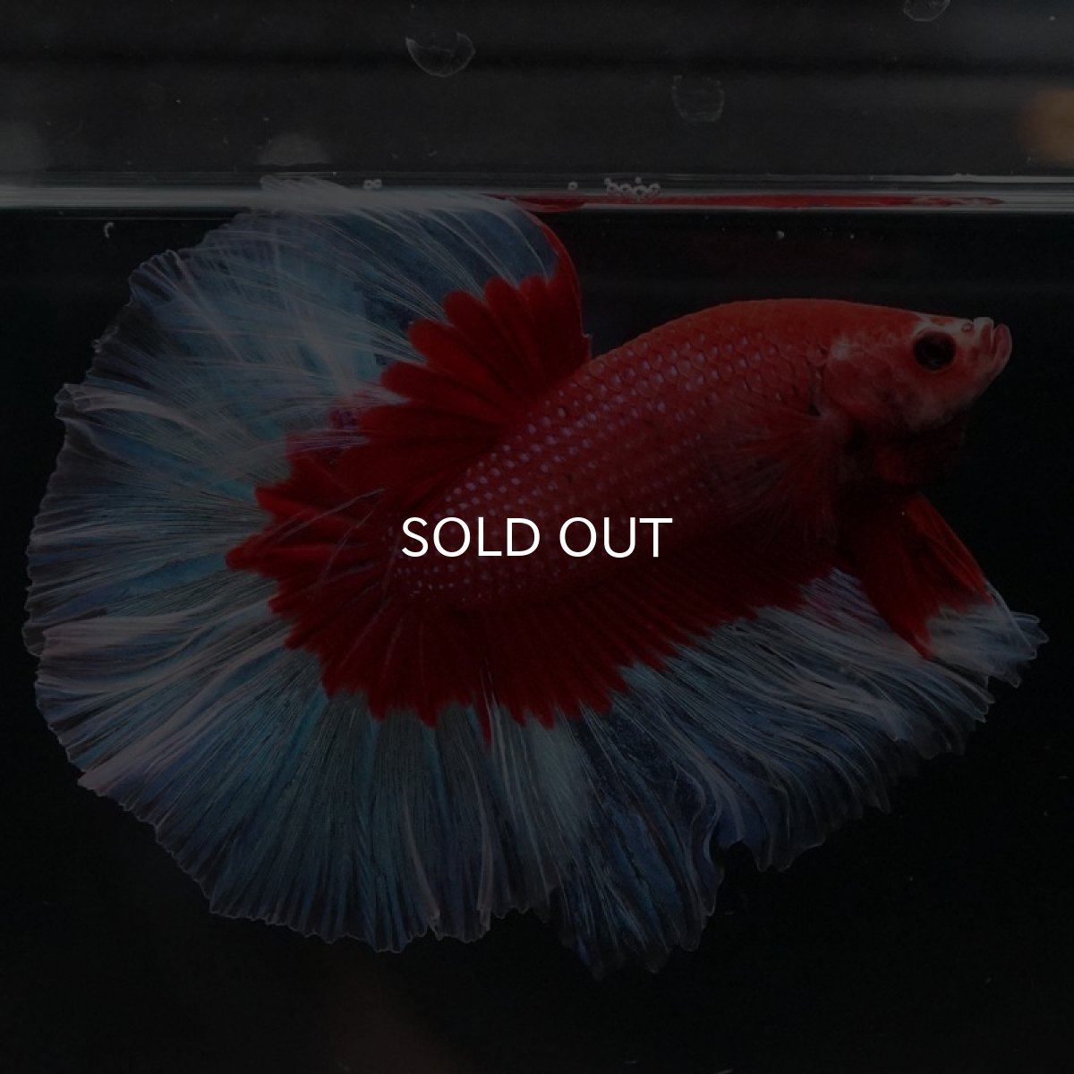 画像8: HM レッドバタフライ (8)