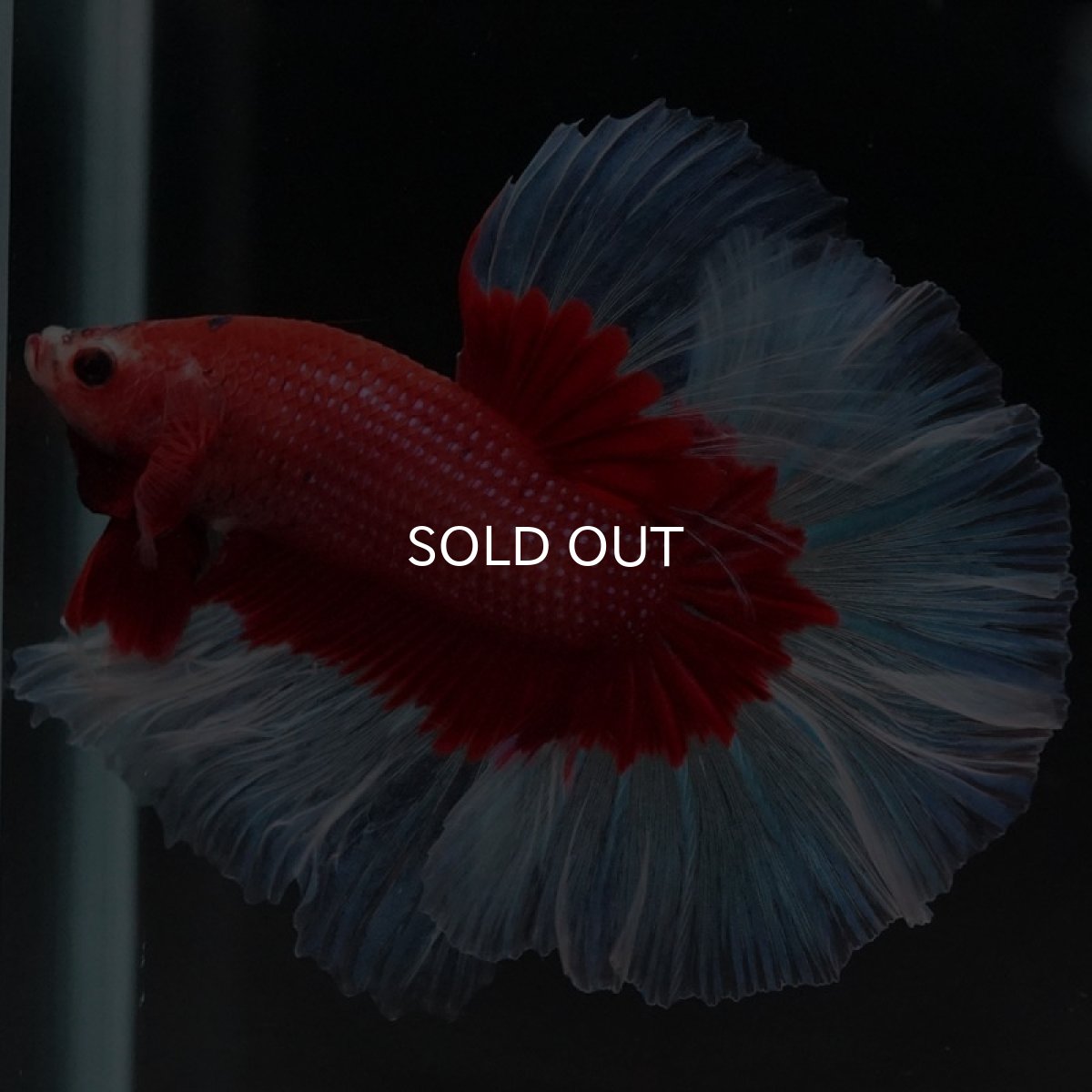 画像3: HM レッドバタフライ (3)