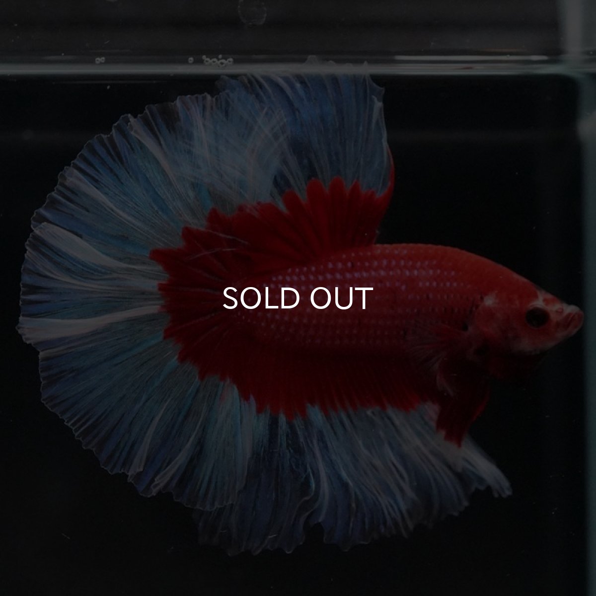 画像7: HM レッドバタフライ (7)