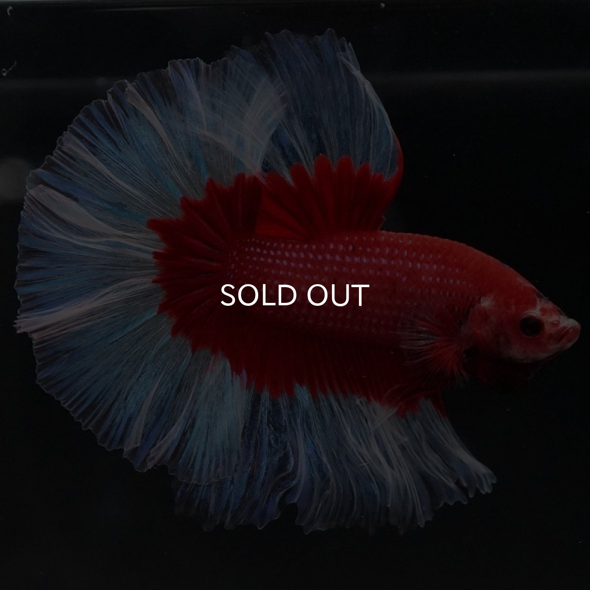 画像2: HM レッドバタフライ (2)