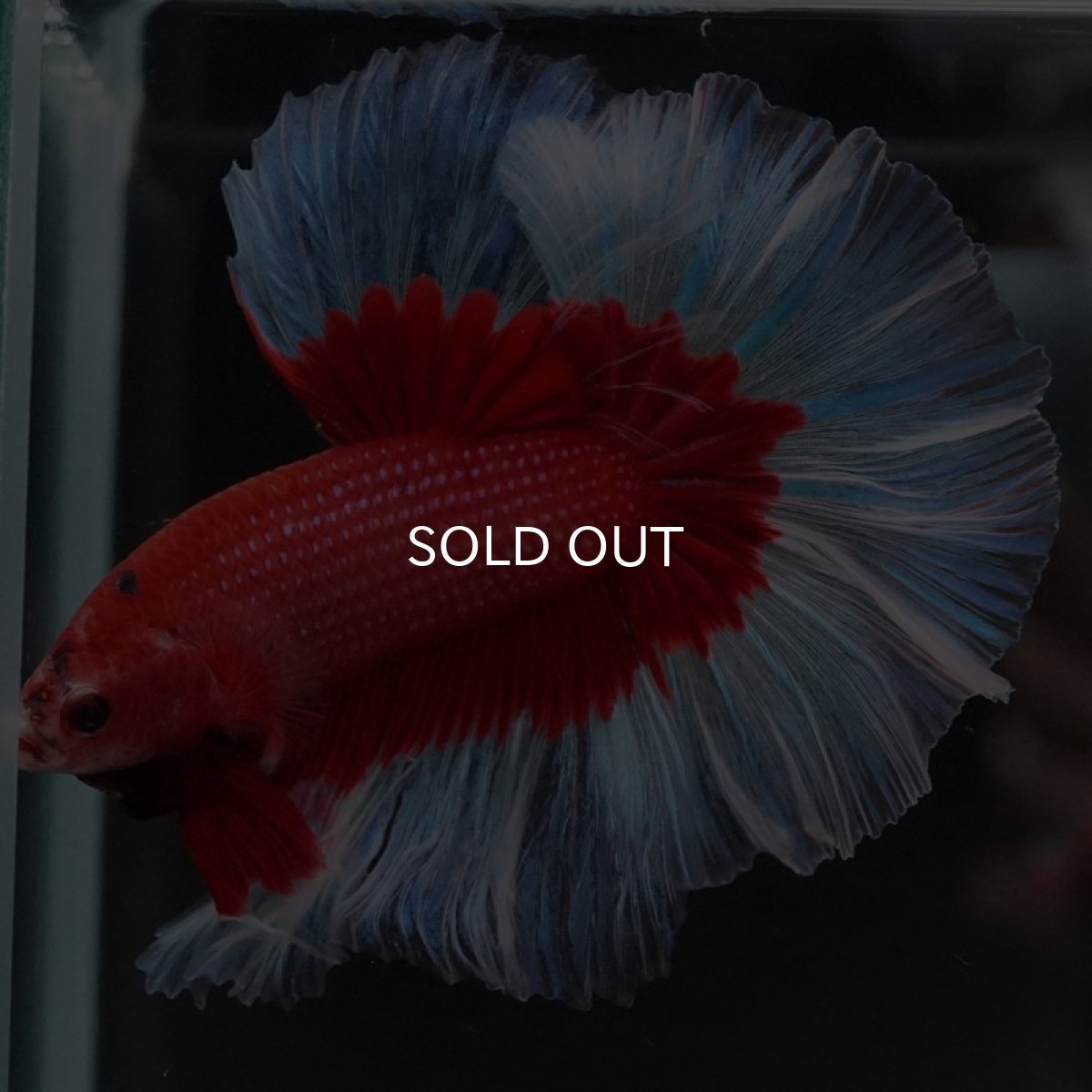 画像5: HM レッドバタフライ (5)