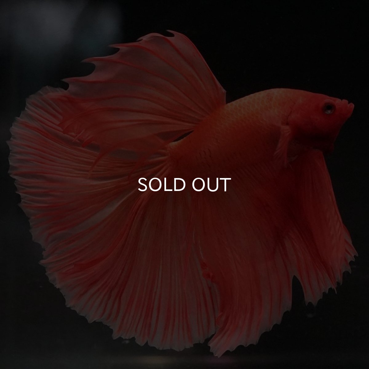 画像6: HM　ソリッドオレンジ (6)