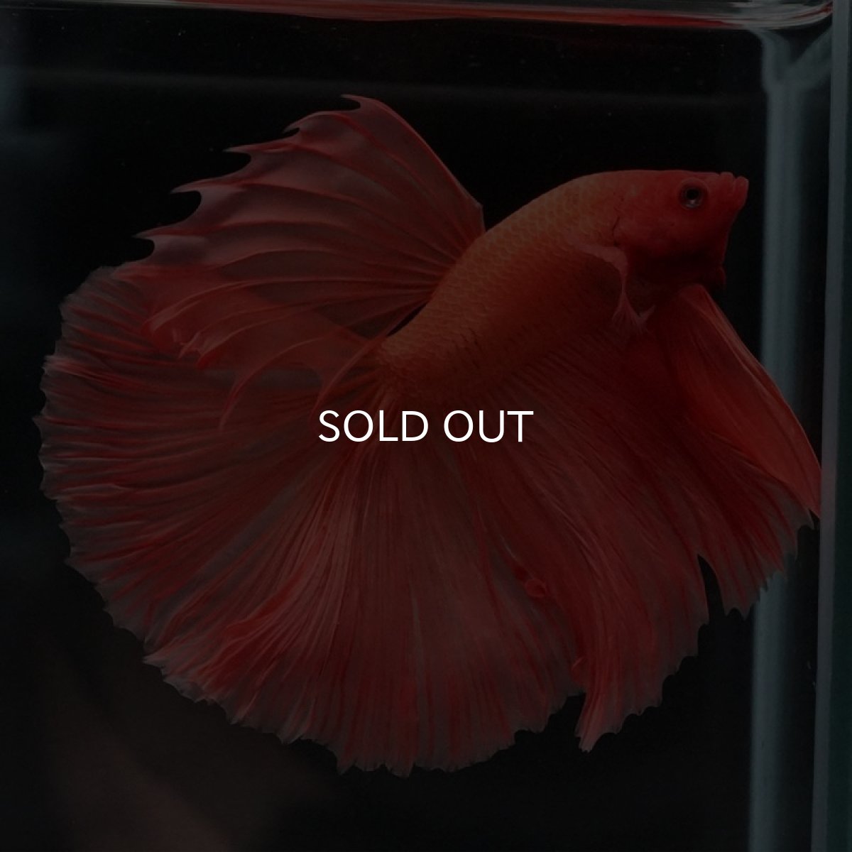 画像5: HM　ソリッドオレンジ (5)