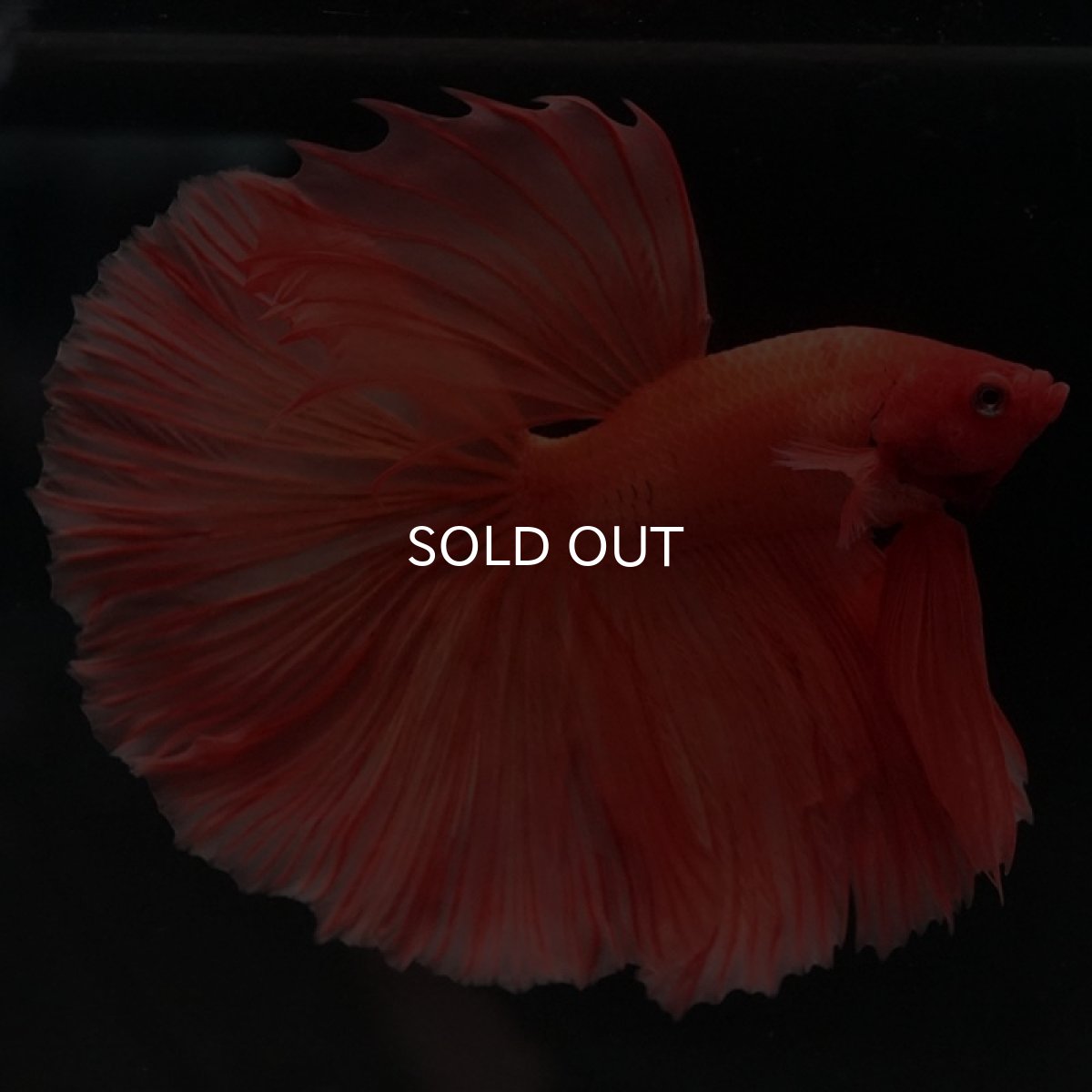 画像3: HM　ソリッドオレンジ (3)