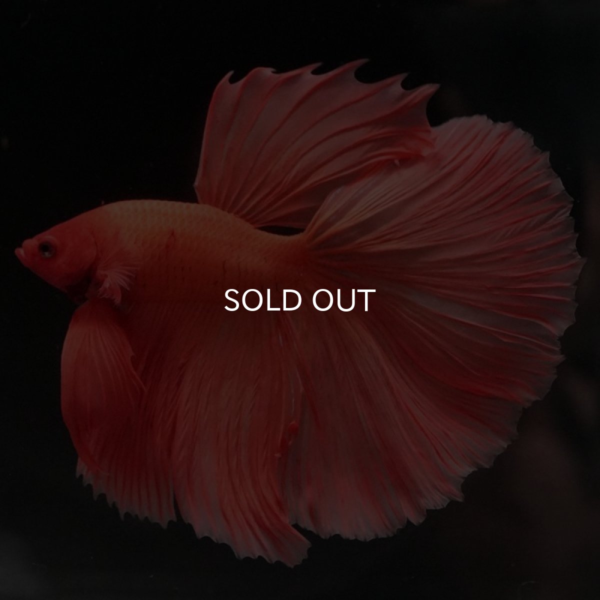 画像2: HM　ソリッドオレンジ (2)