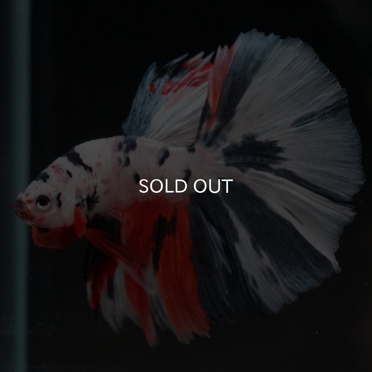 画像7: HM　ホワイトファンシー (7)