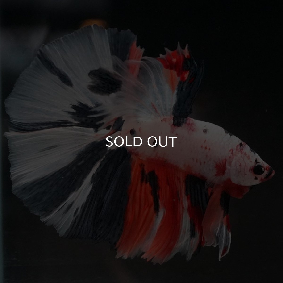 画像6: HM　ホワイトファンシー (6)