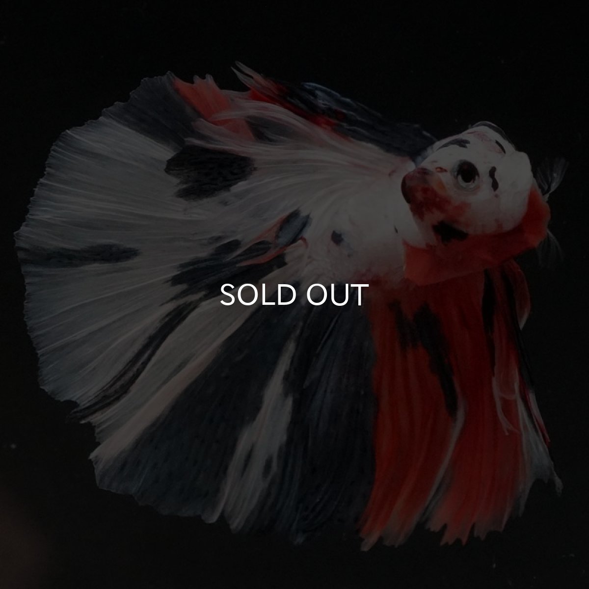 画像5: HM　ホワイトファンシー (5)