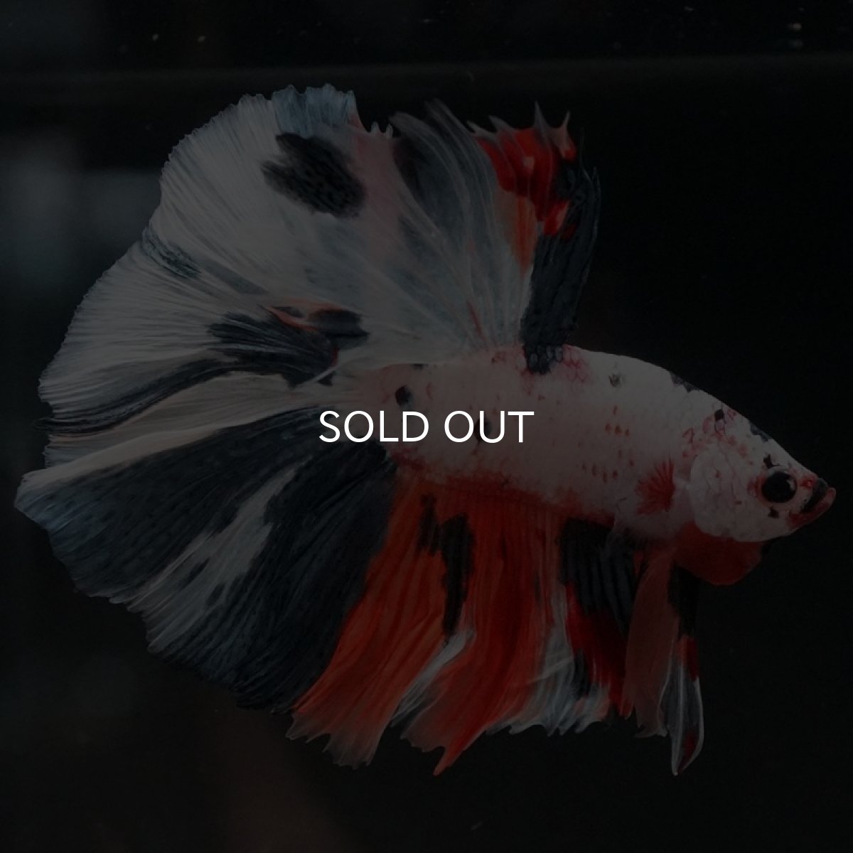 画像3: HM　ホワイトファンシー (3)