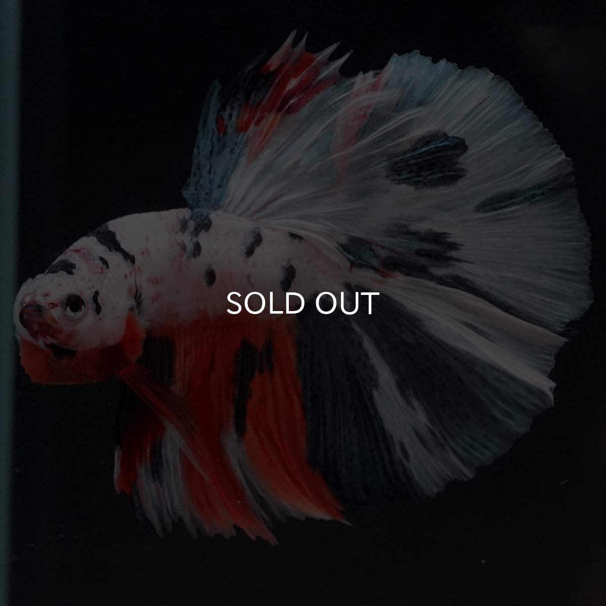 画像2: HM　ホワイトファンシー (2)