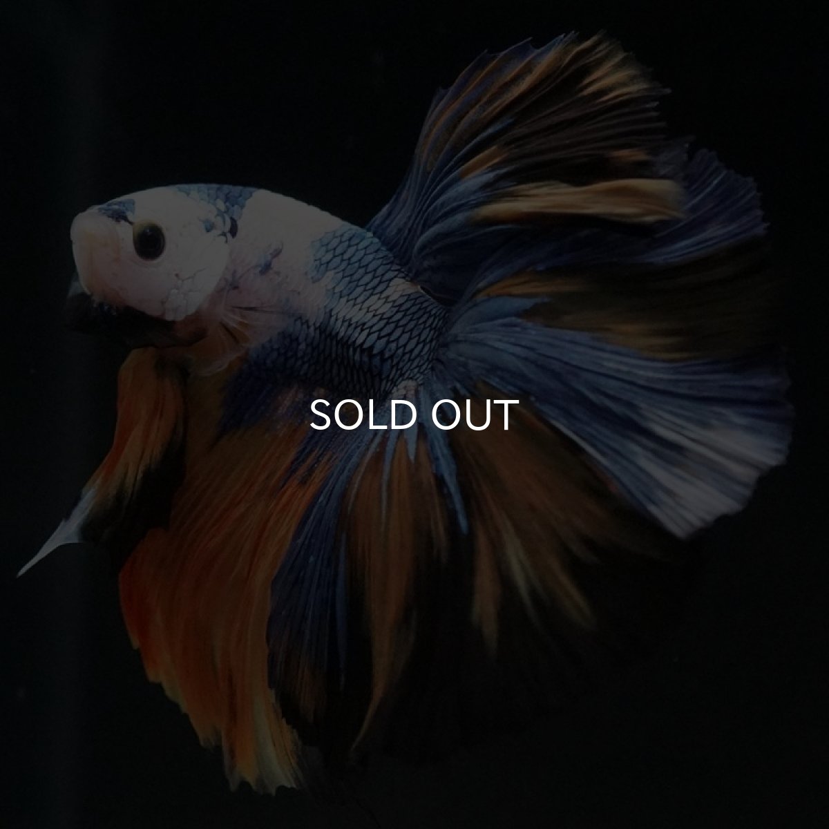 画像8: HM イエロータイガー (8)