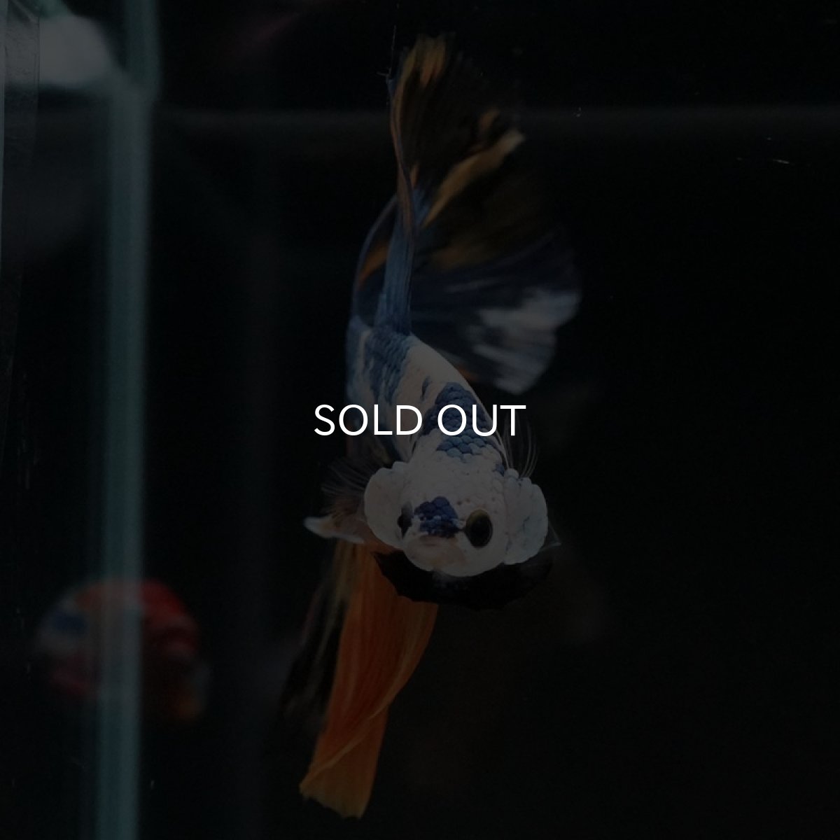 画像6: HM イエロータイガー (6)