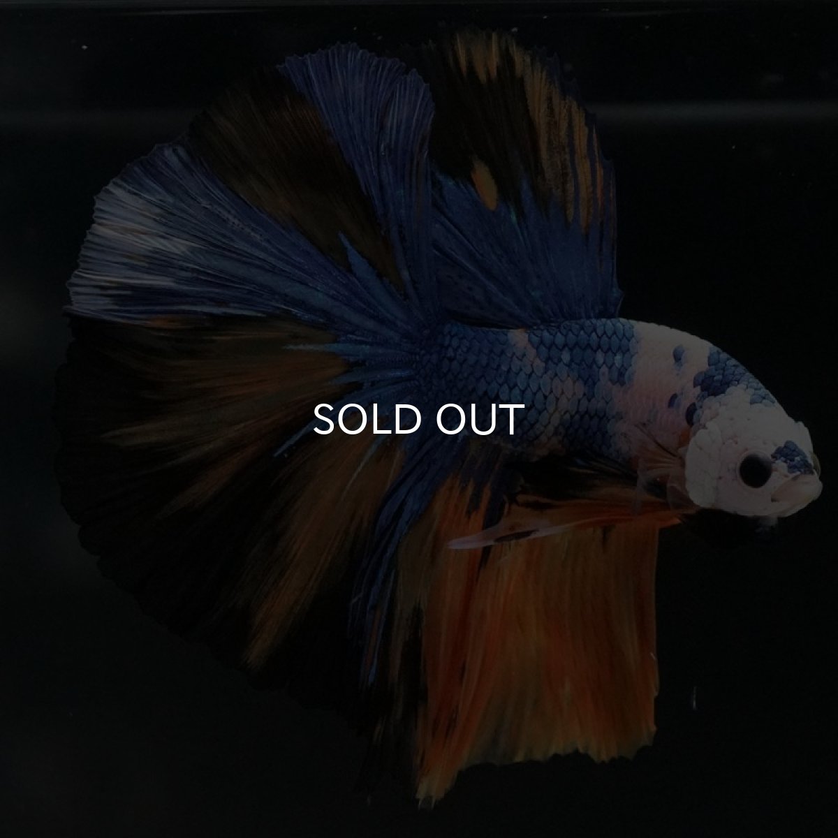 画像7: HM イエロータイガー (7)