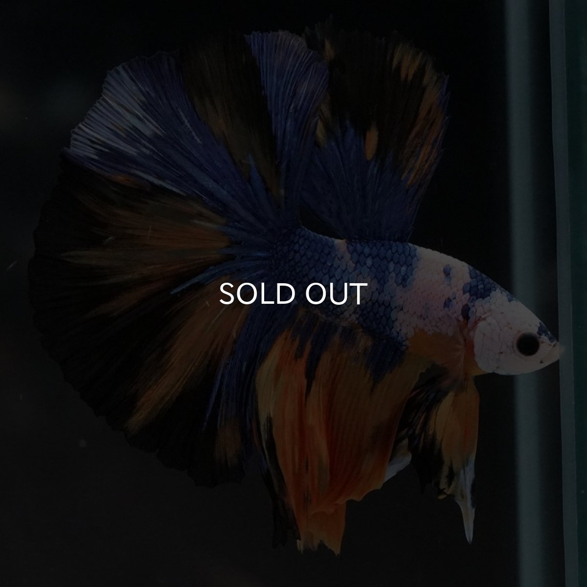 画像5: HM イエロータイガー (5)