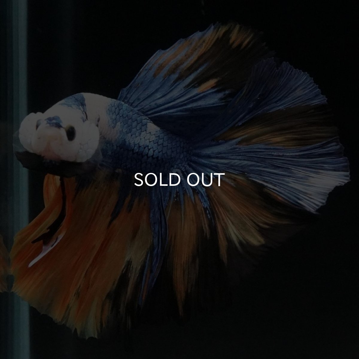 画像4: HM イエロータイガー (4)