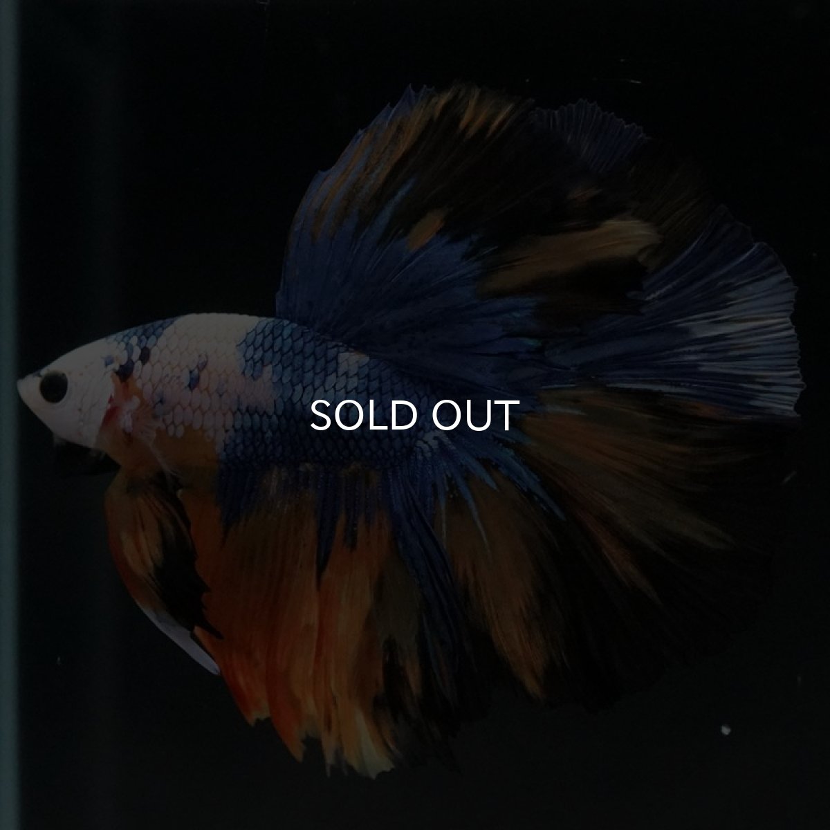 画像2: HM イエロータイガー (2)