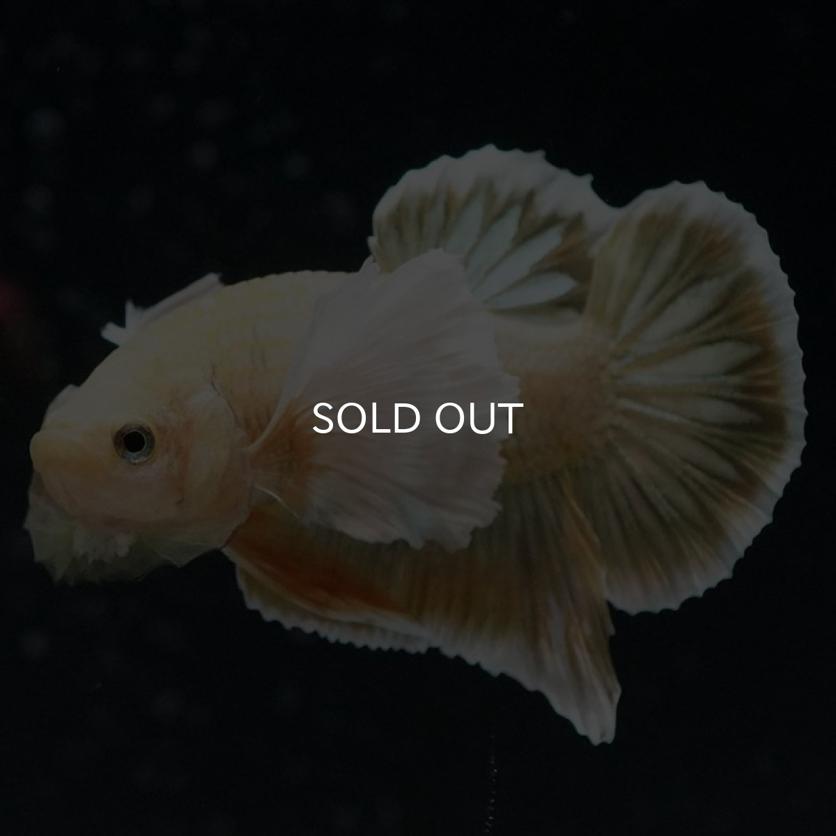 画像8: HMPK イエローゴールドダンボ (8)