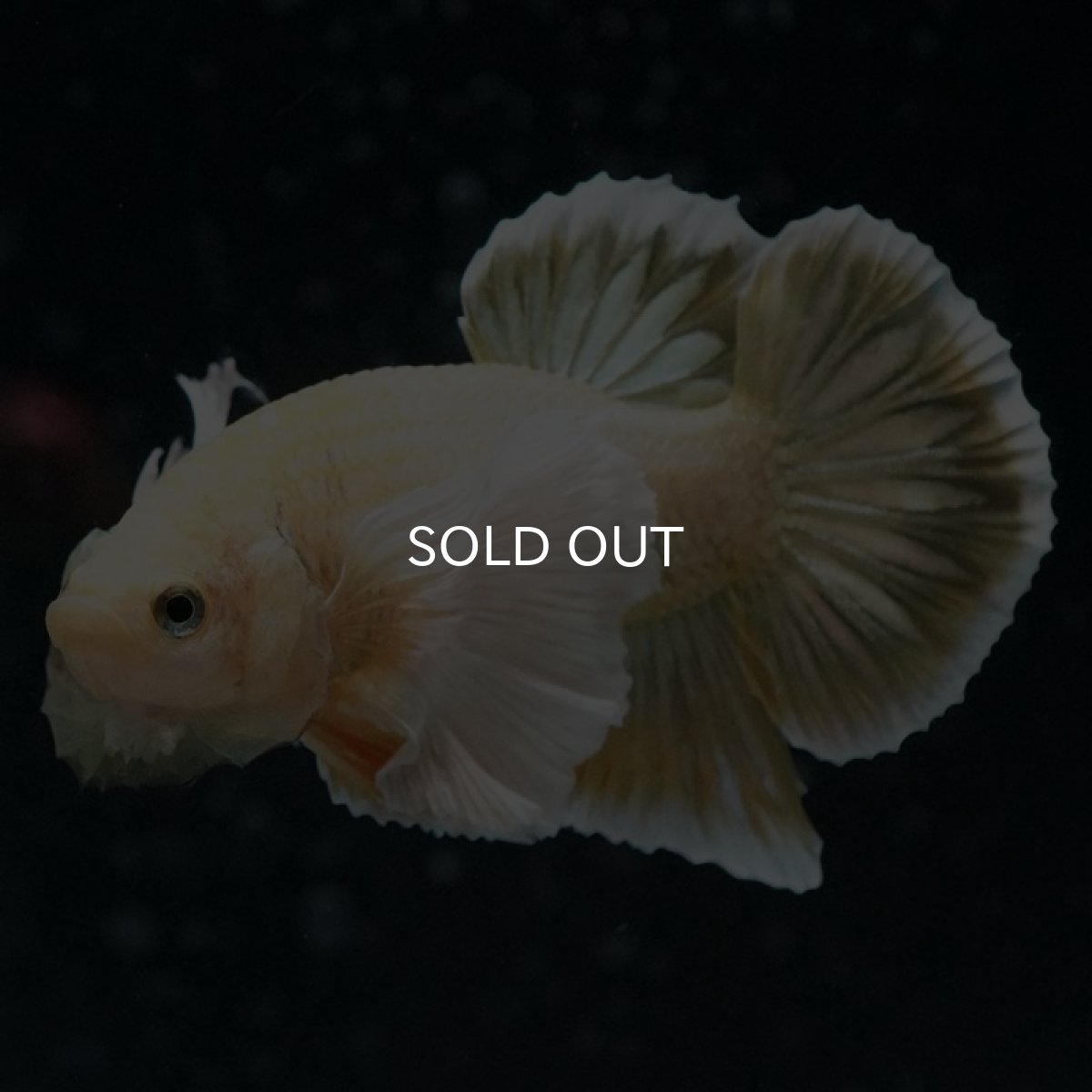 画像6: HMPK イエローゴールドダンボ (6)