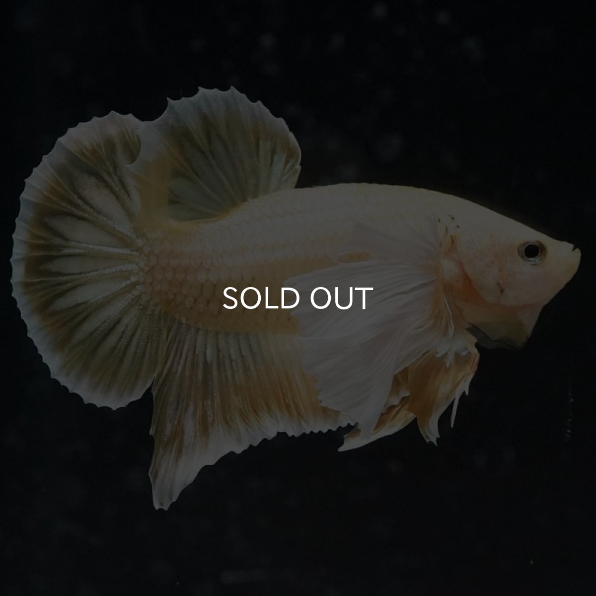 画像7: HMPK イエローゴールドダンボ (7)