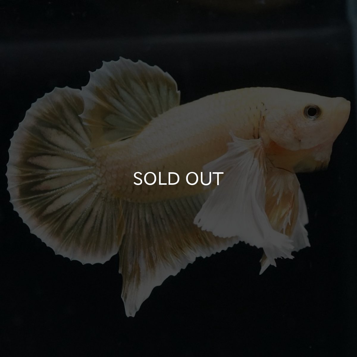 画像5: HMPK イエローゴールドダンボ (5)