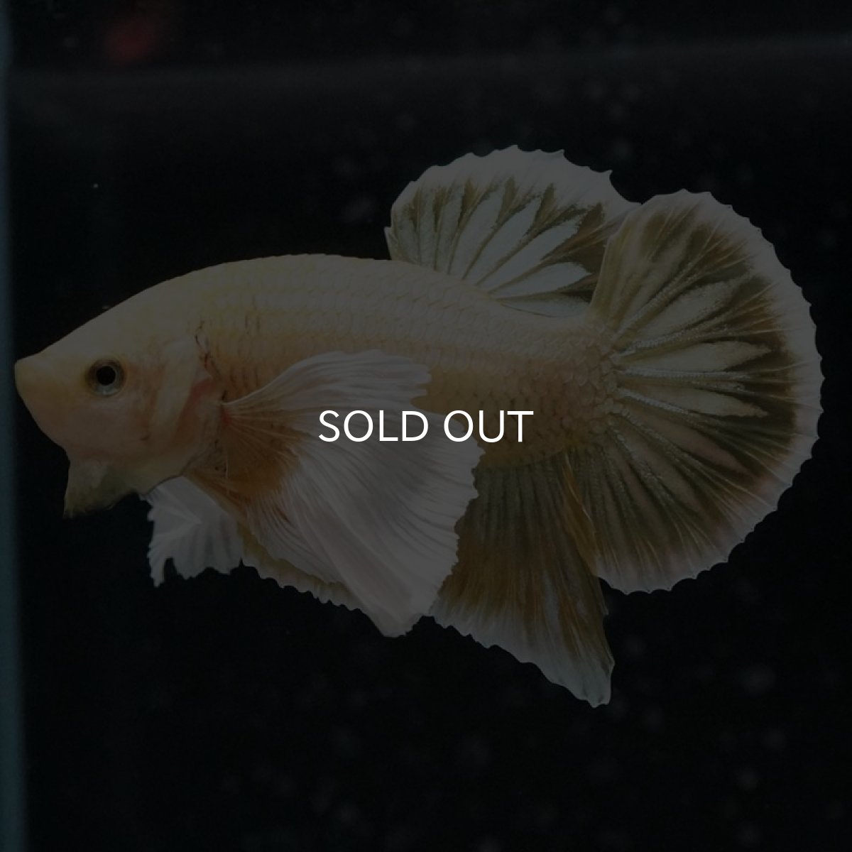 画像2: HMPK イエローゴールドダンボ (2)