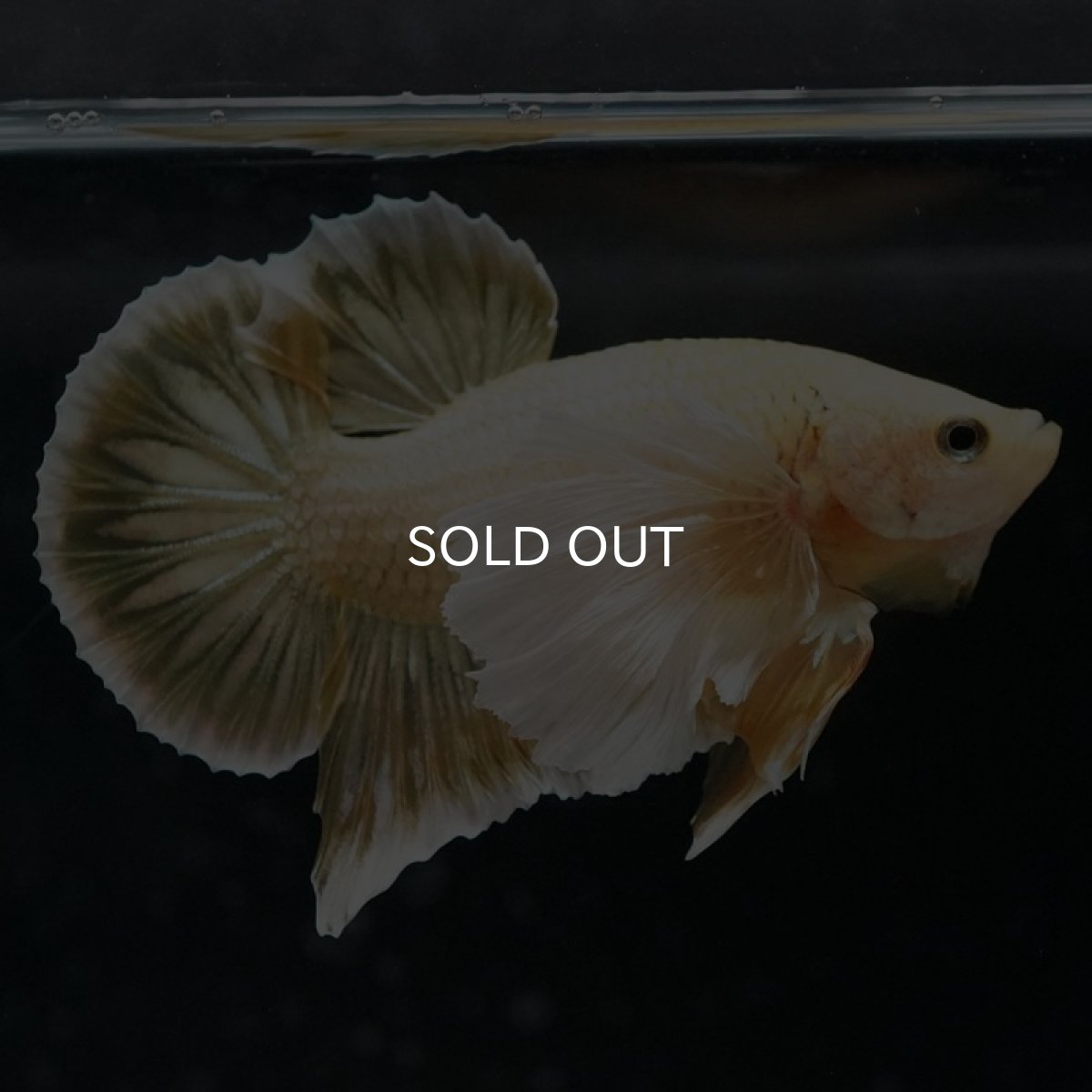 画像3: HMPK イエローゴールドダンボ (3)